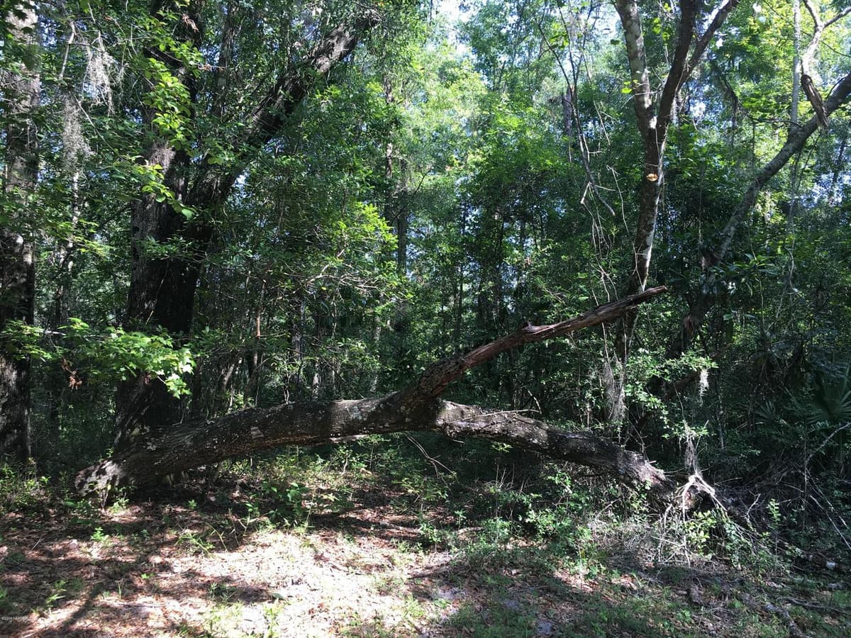 00 BLACK CREEK TRACT, Middleburg, FL 32068 2